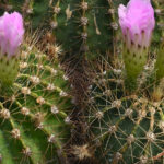 Acanthocalycium thionanthum