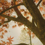 Acer palmatum