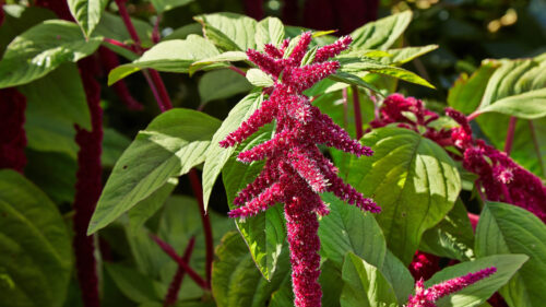 Amaranthus caudatus