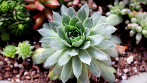 Echeveria elegans