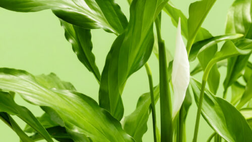 Spathiphyllum wallisii