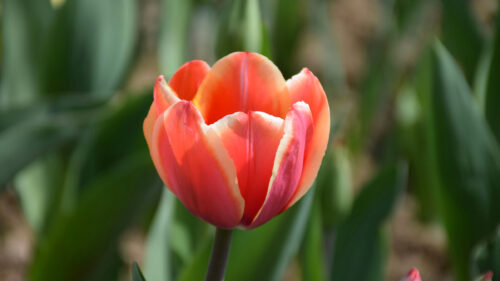 Tulipa spp.