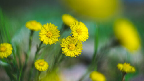 Tussilago farfara