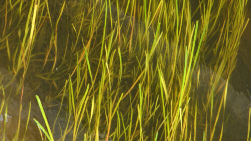 Vallisneria spiralis