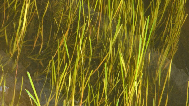 Vallisneria spiralis