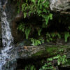 Adiantum capillus-veneris