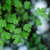 Adiantum capillus-veneris