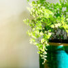 Adiantum capillus-veneris