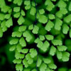 Adiantum capillus-veneris