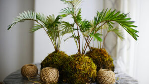 foto kokedama