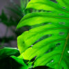 Monstera deliciosa