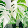 Monstera deliciosa