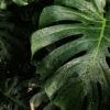 Monstera deliciosa