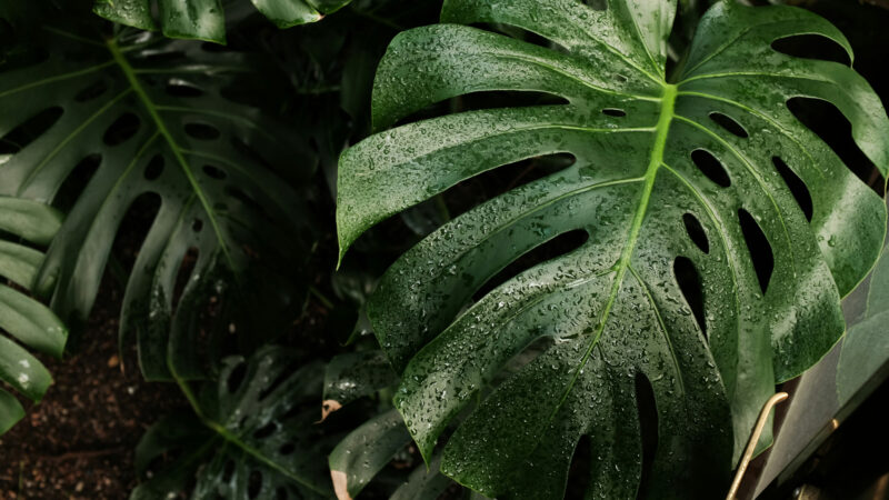 Monstera deliciosa