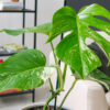 Monstera deliciosa