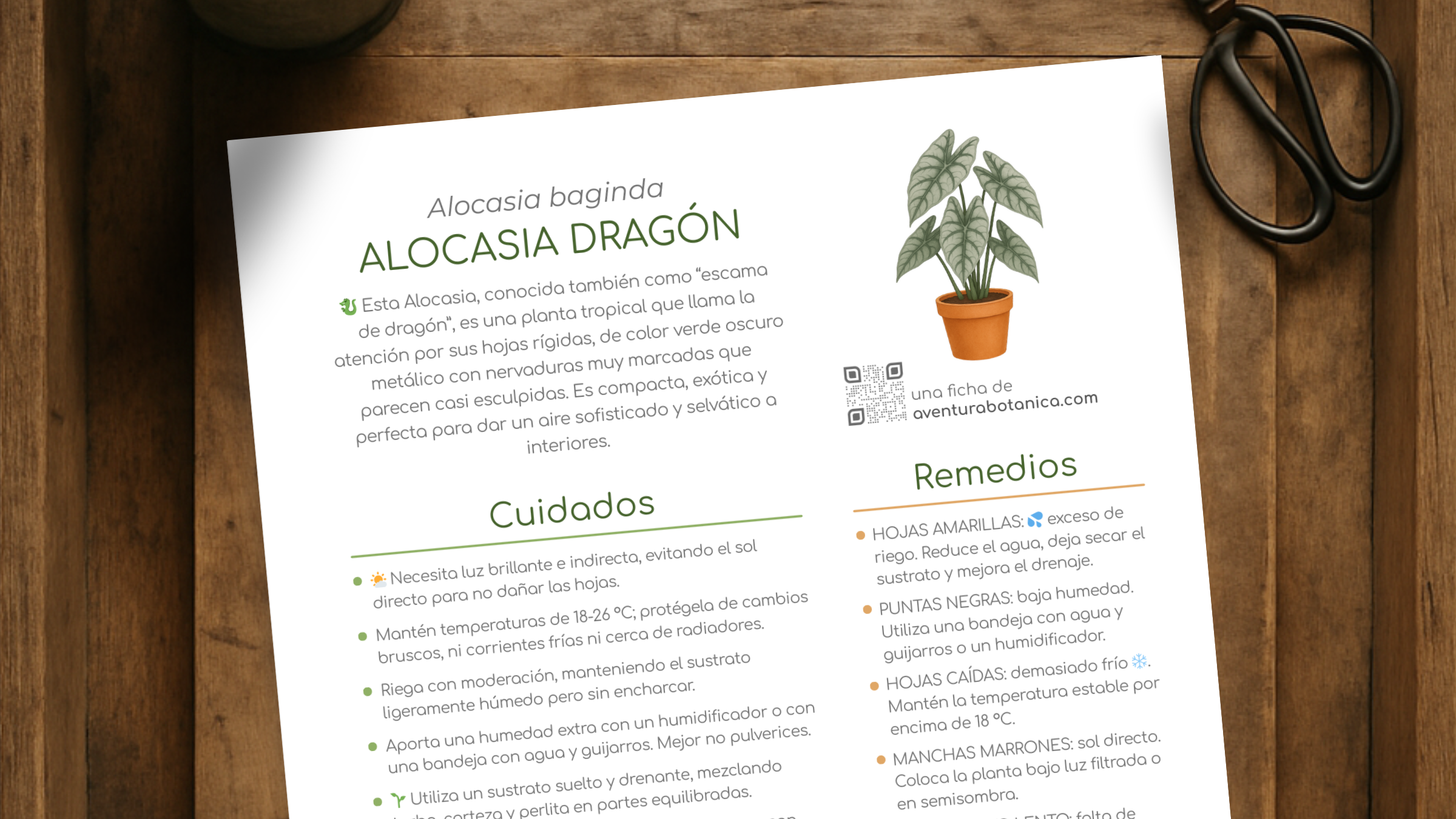 Ficha de cuidados de Alocasia baginda
