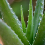 Aloe vera