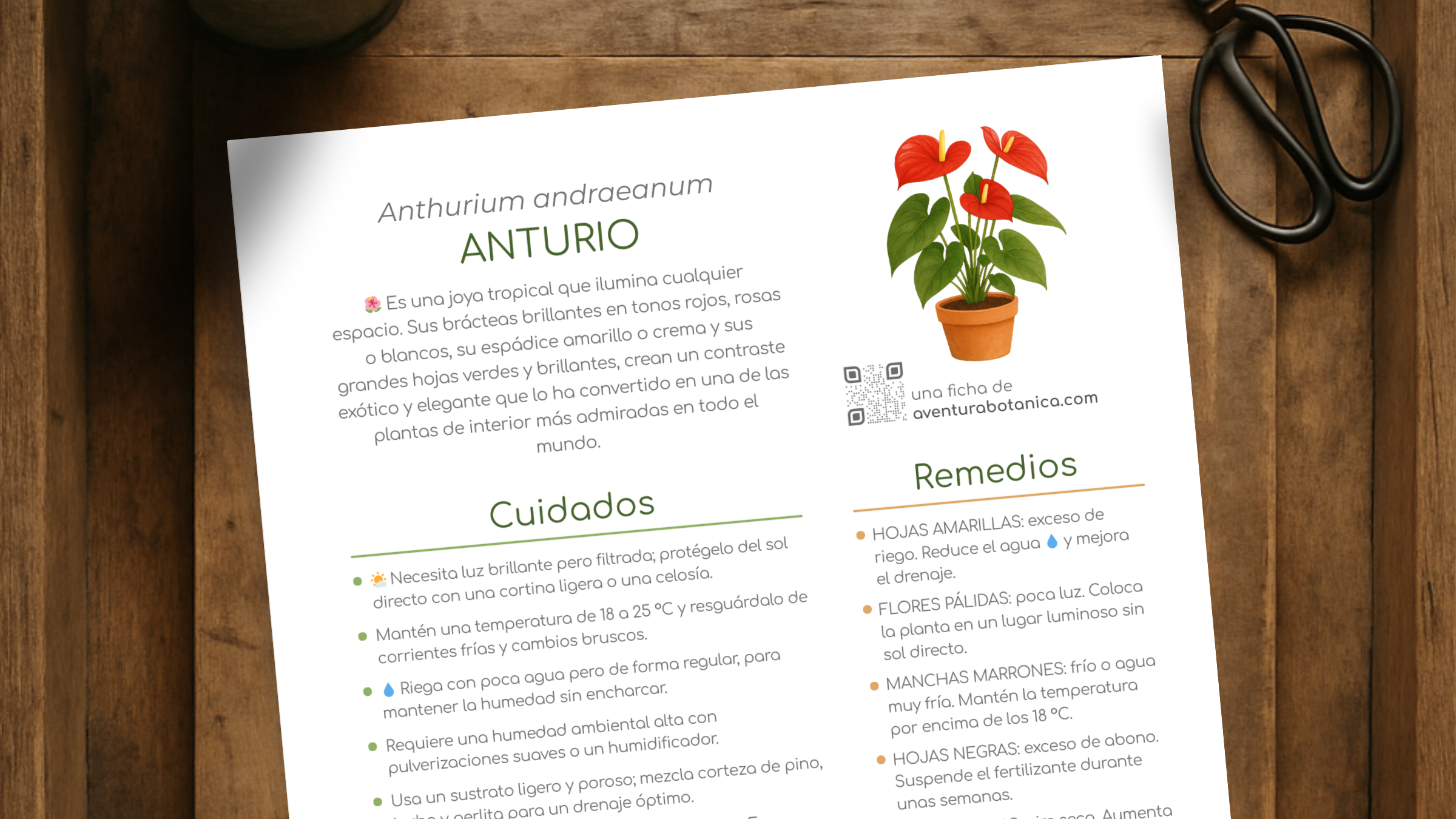 Ficha de cuidados de Anthurium andraeanum