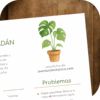 Monstera deliciosa