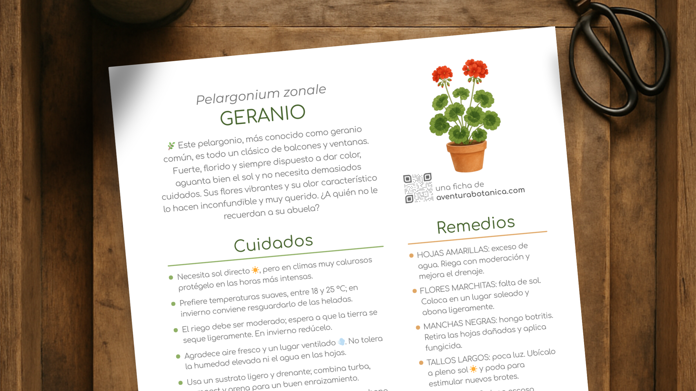 Ficha de cuidados de Pelargonium zonale