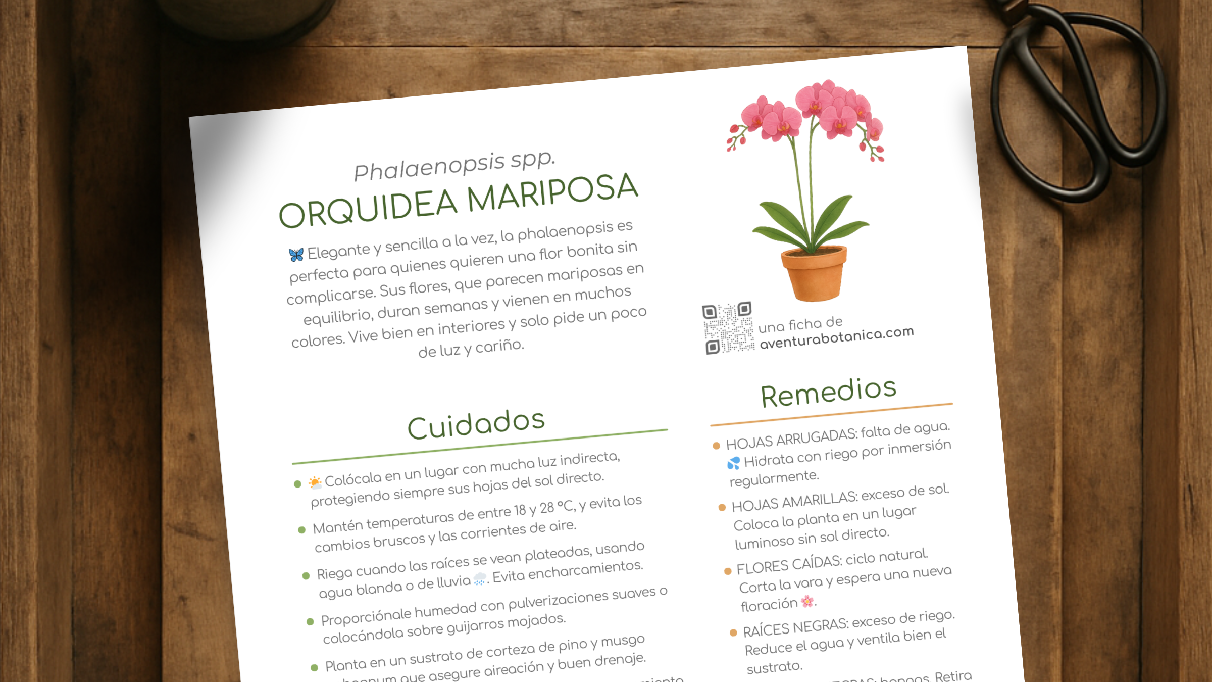 Ficha de cuidados de Phalaenopsis spp