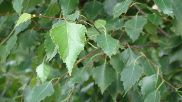 Cómo cuidar el abedul blanco (Betula pendula)