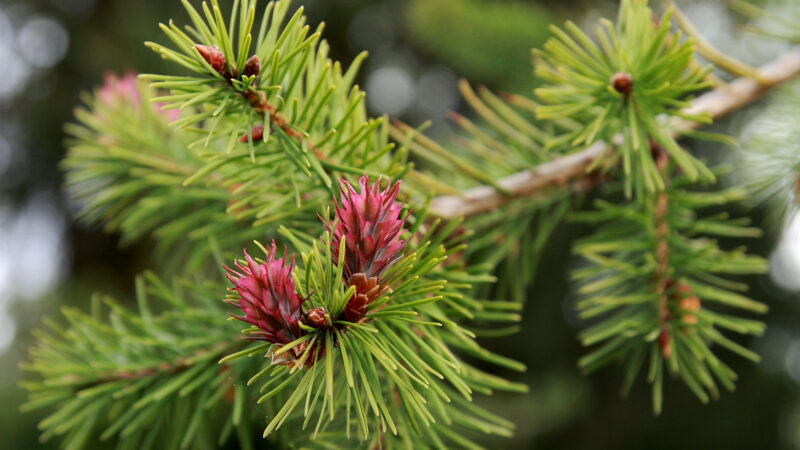 Cómo cuidar el abeto de douglas (Pseudotsuga menziesii)