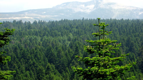 Cómo cuidar el abeto del Cáucaso (Abies nordmanniana)