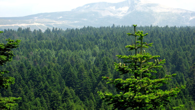 Cómo cuidar el abeto del Cáucaso (Abies nordmanniana)