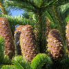 Cómo cuidar el abeto del Cáucaso (Abies nordmanniana)