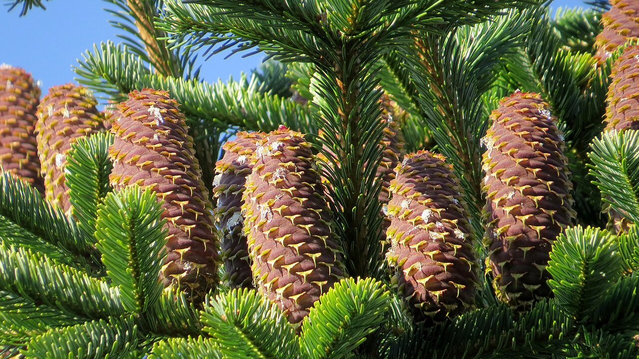 Abeto del Cáucaso (Abies nordmanniana)