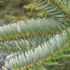 Cómo cuidar el abeto del Cáucaso (Abies nordmanniana)