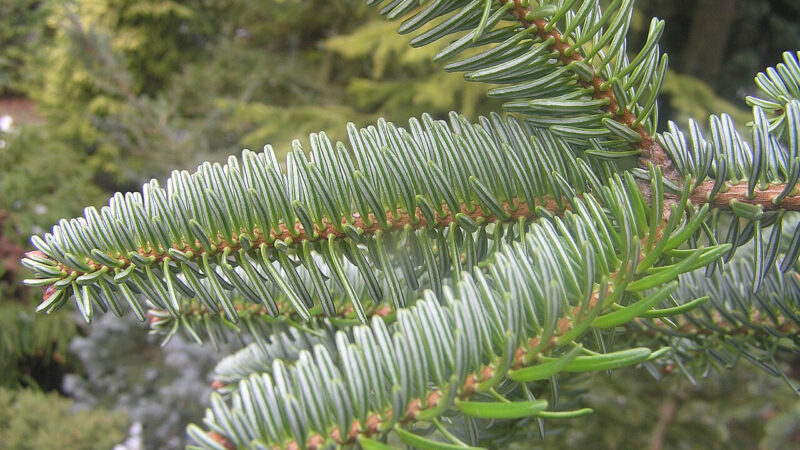 Cómo cuidar el abeto del Cáucaso (Abies nordmanniana)
