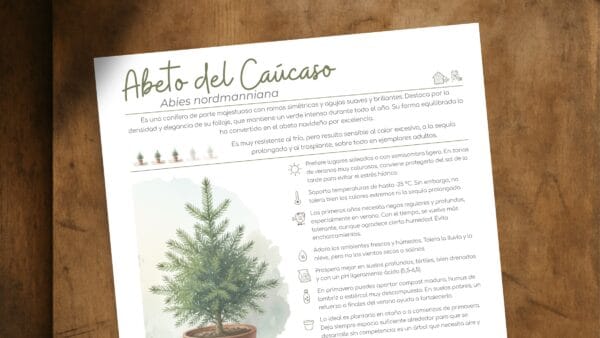Cómo cuidar el abeto del Cáucaso (Abies nordmanniana)