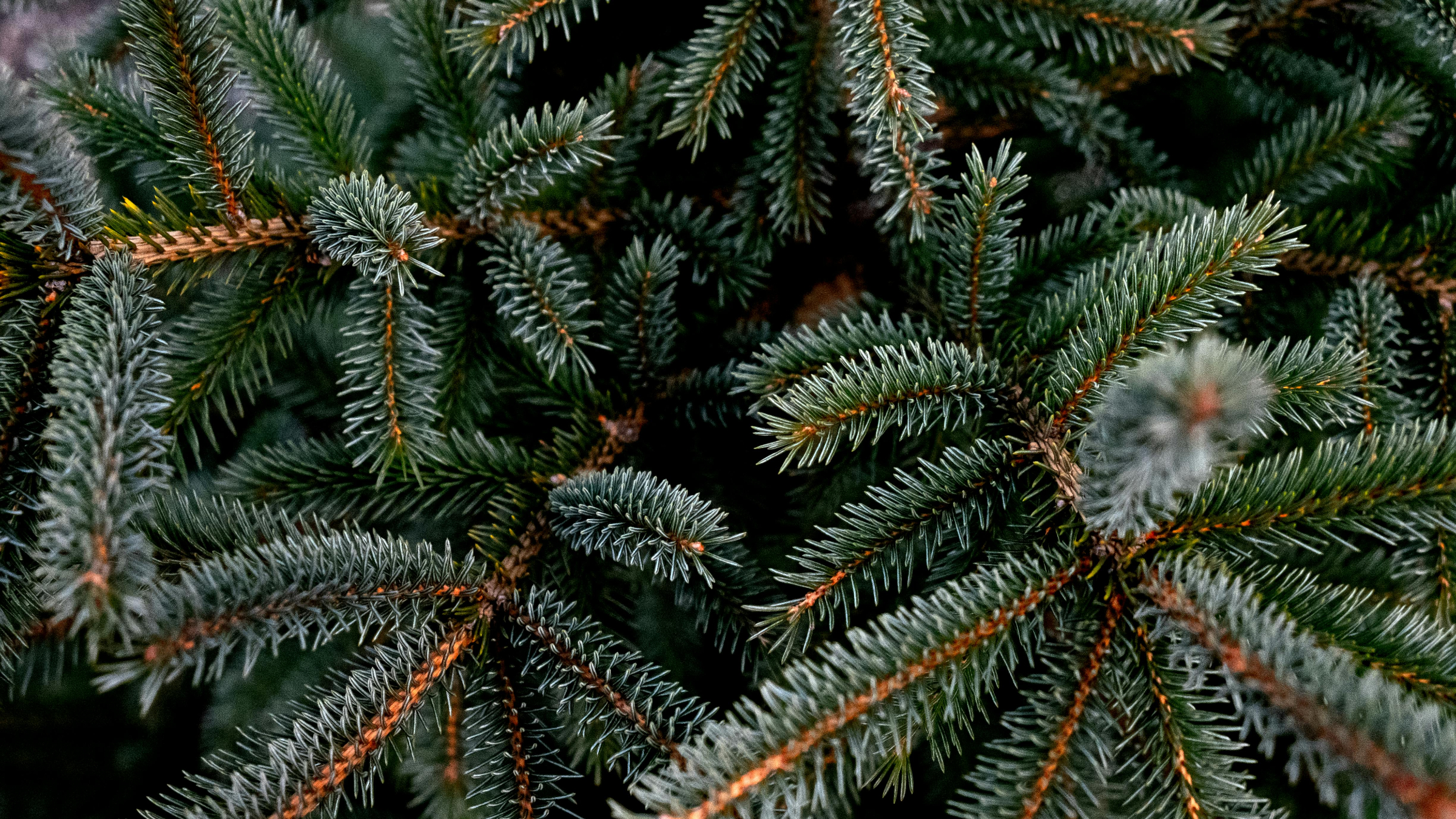 Abeto rojo (Picea abies)