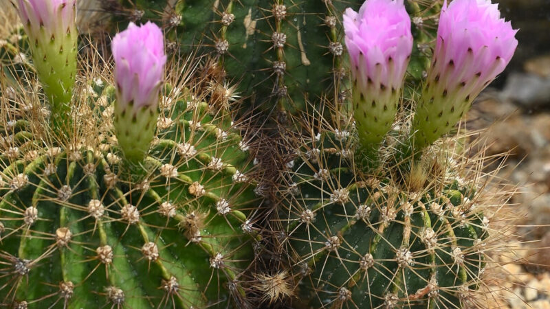 Cómo cuidar el acantocalicio (Acanthocalycium violaceum)