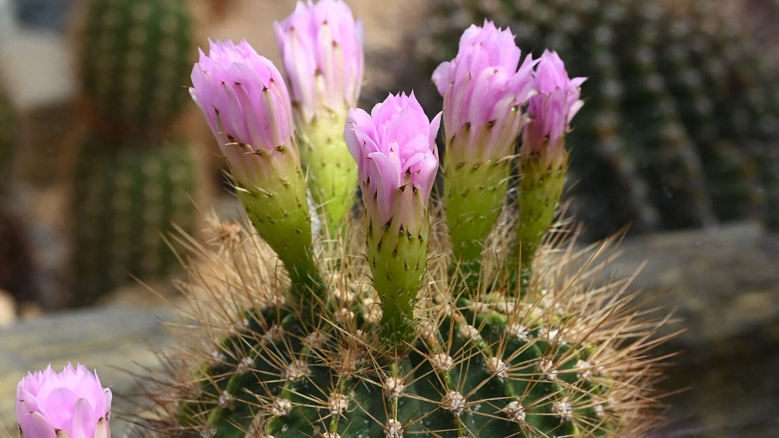 Acantocalicio (Acanthocalycium violaceum)