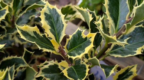 Cómo cuidar el acebo (Ilex aquifolium)