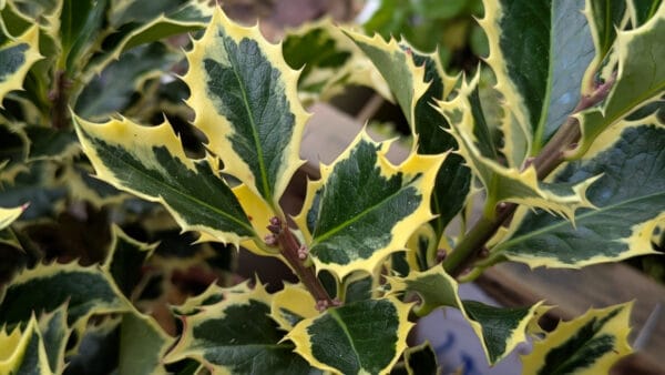 Cómo cuidar el acebo (Ilex aquifolium)