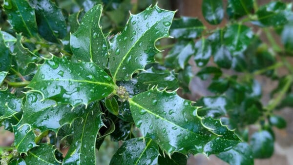 Cómo cuidar el acebo (Ilex aquifolium)