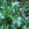 Cómo cuidar el acebo (Ilex aquifolium)