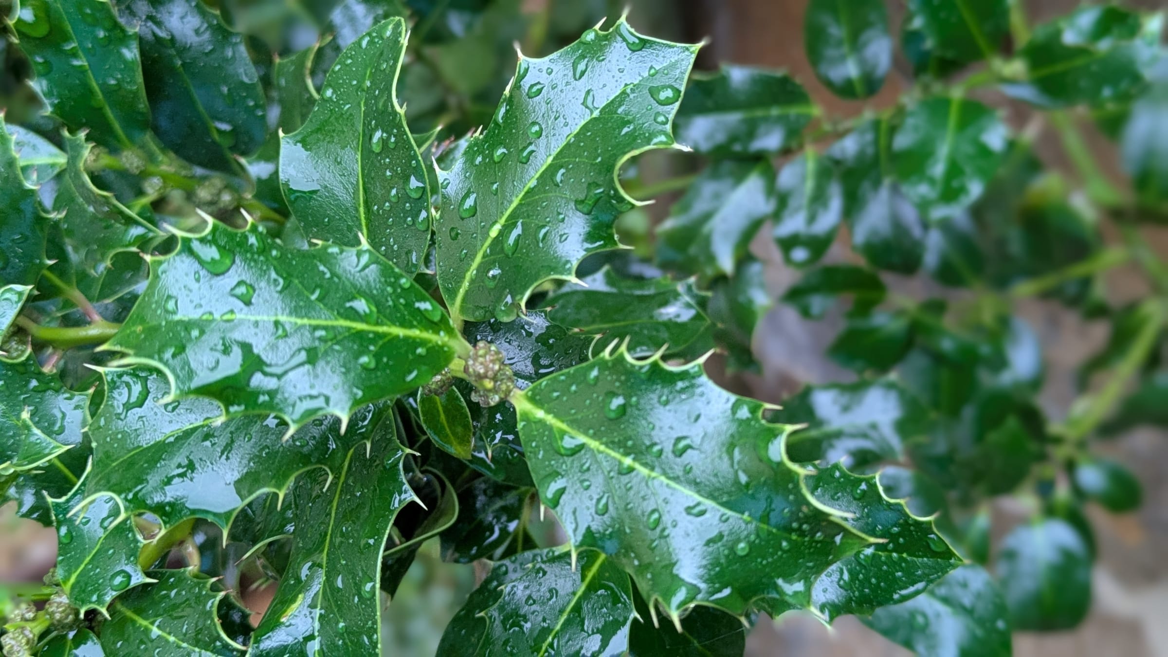 Acebo (Ilex aquifolium)