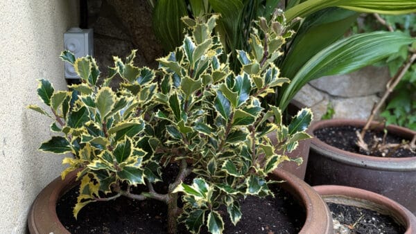 Cómo cuidar el acebo (Ilex aquifolium)