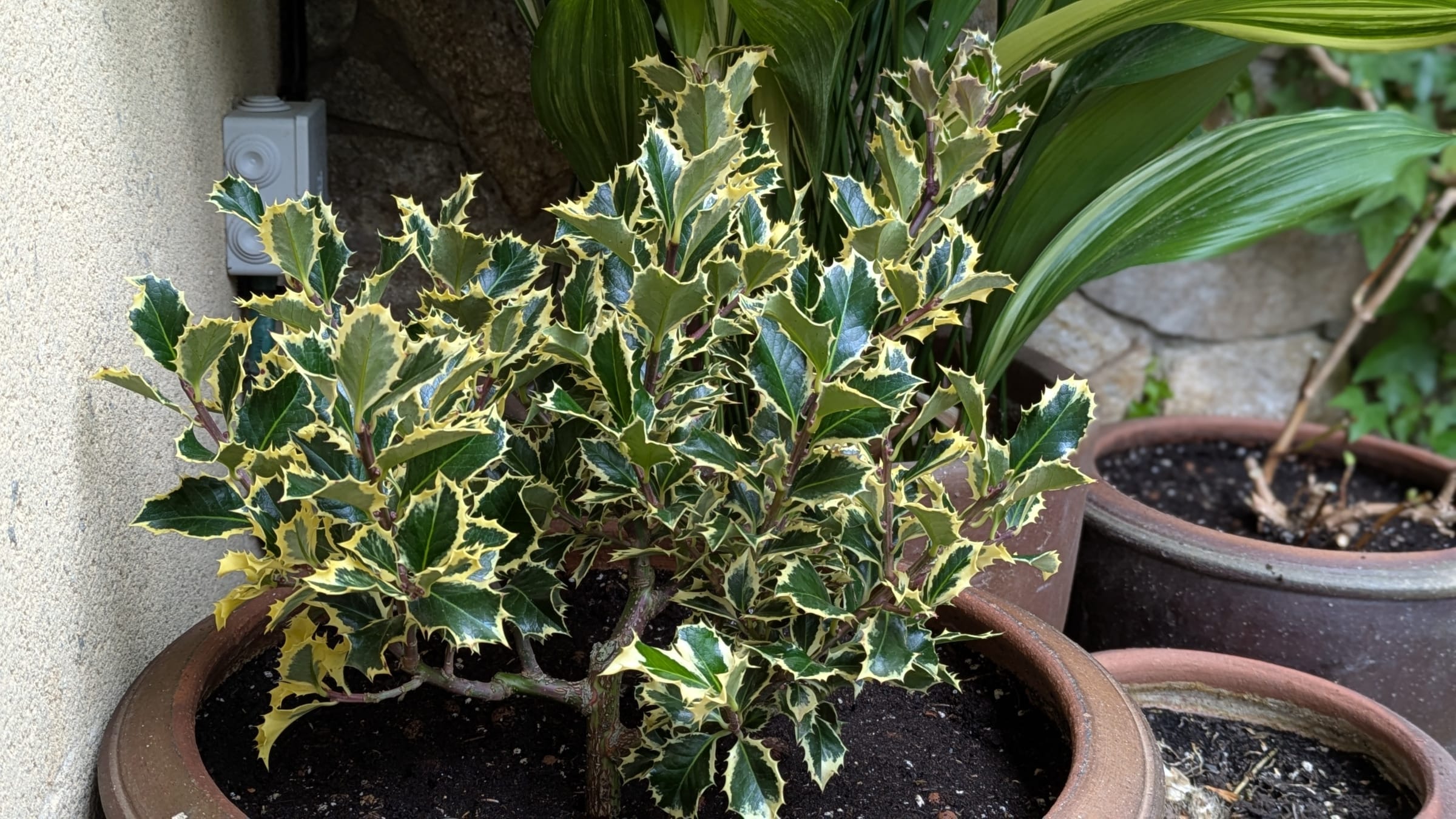 Acebo (Ilex aquifolium)