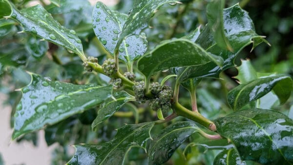 Cómo cuidar el acebo (Ilex aquifolium)