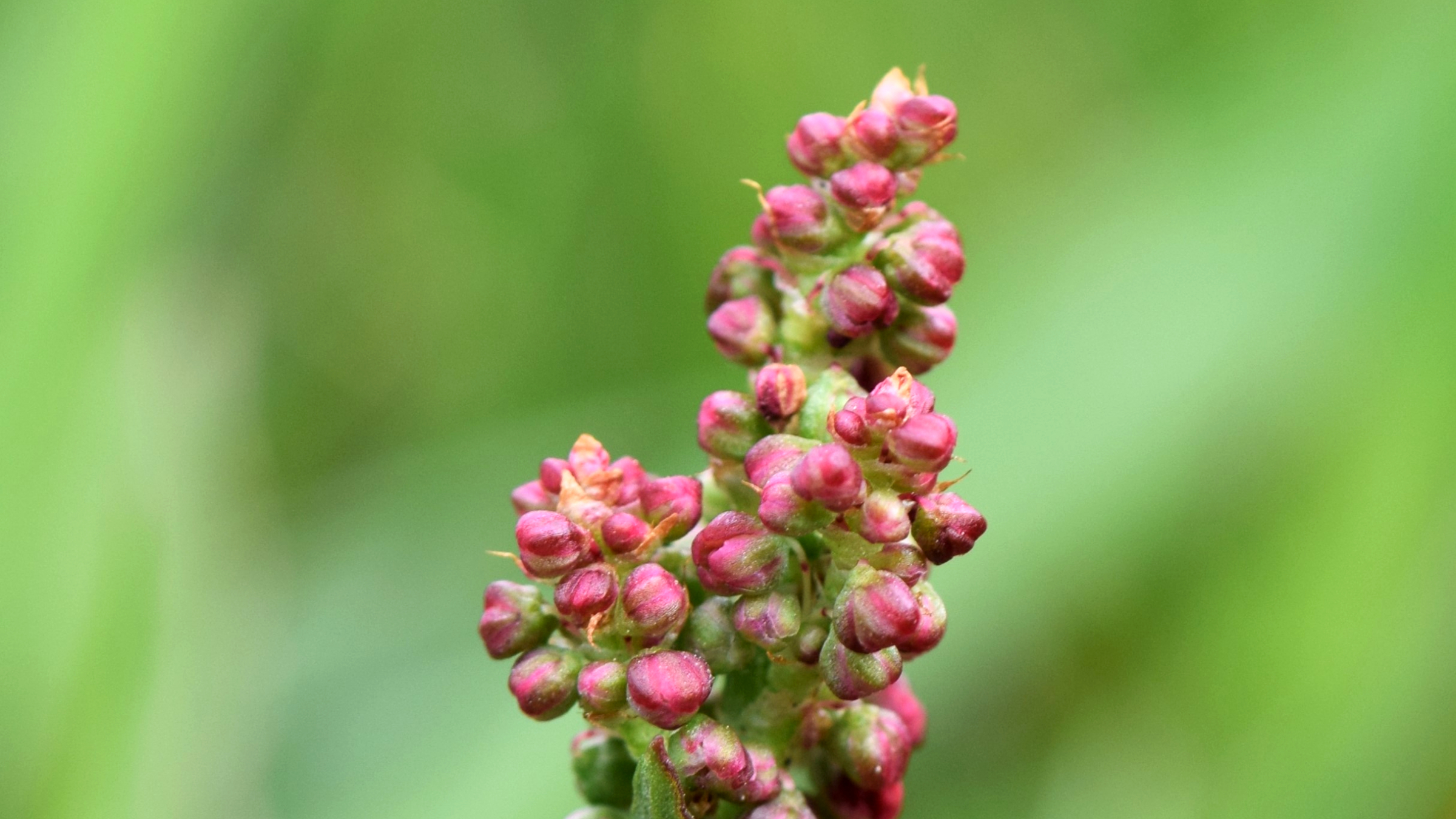 Acedera común (Rumex acetosa)