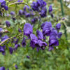 Cómo cuidar el acónito (Aconitum napellus)