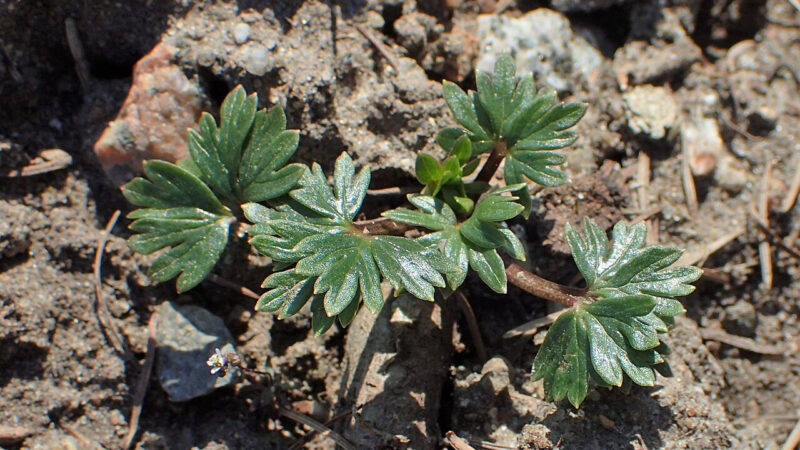 Cómo cuidar el acónito (Aconitum napellus)