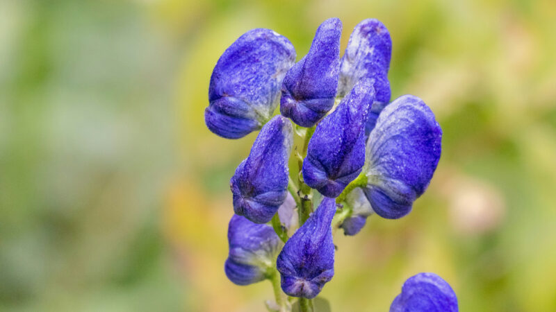 Cómo cuidar el acónito (Aconitum napellus)