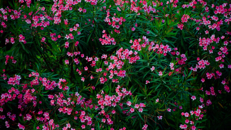 Cómo cuidar la adelfa (Nerium oleander)